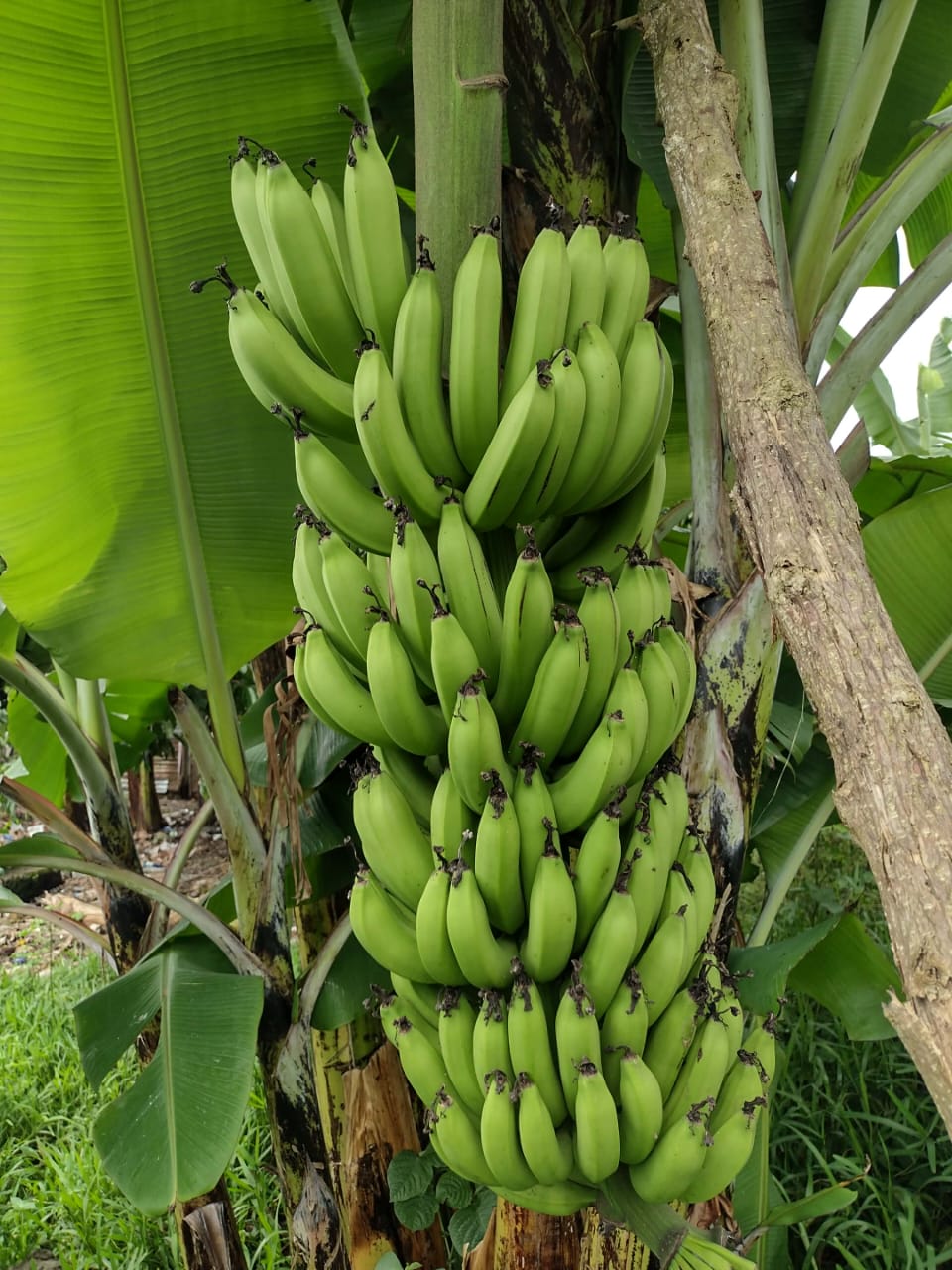 Photo 1 — Mihidjay Farms