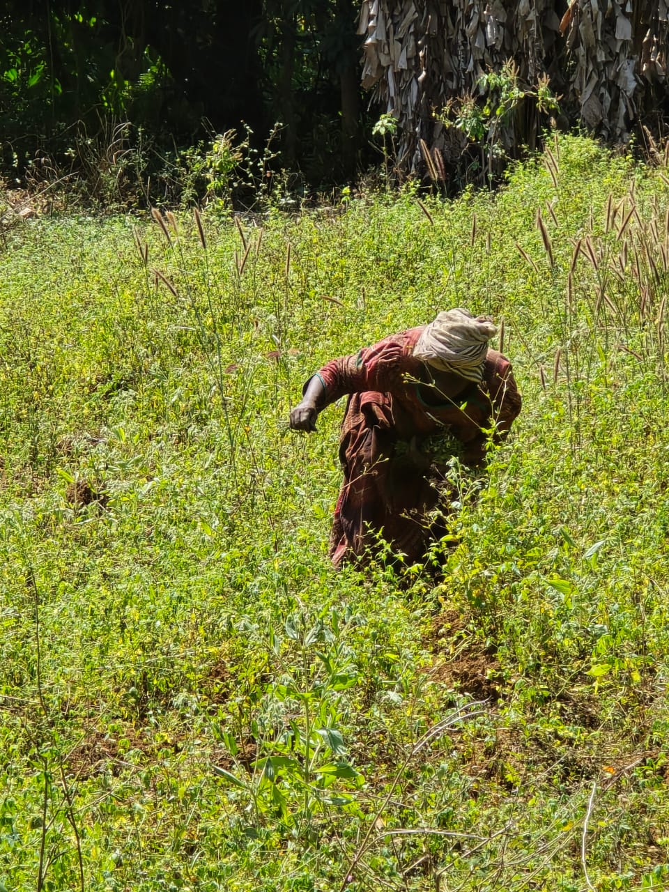Photo 5 — Mihidjay Farms