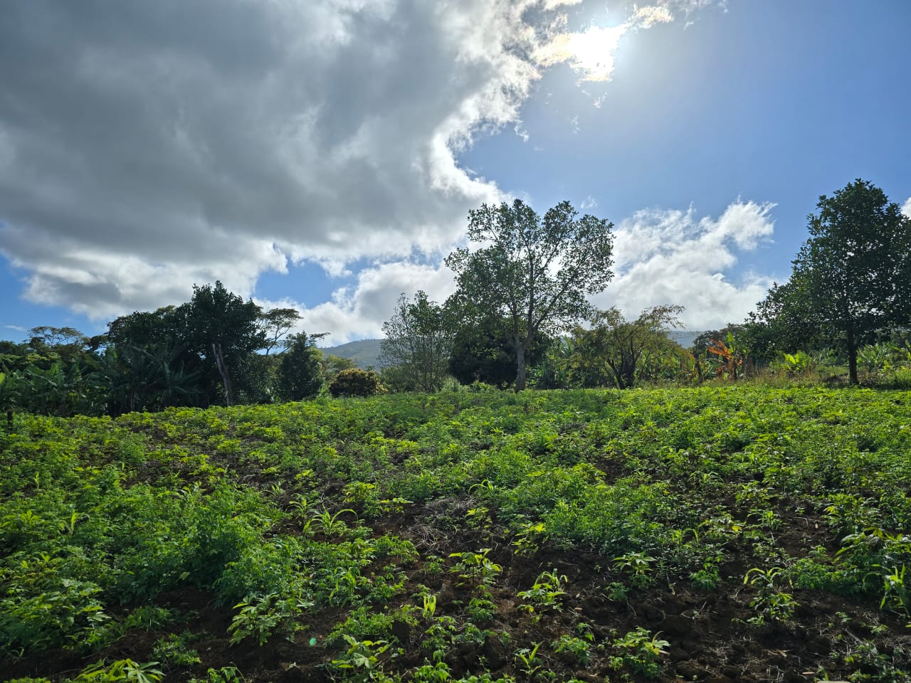 Photo 7 — Mihidjay Farms